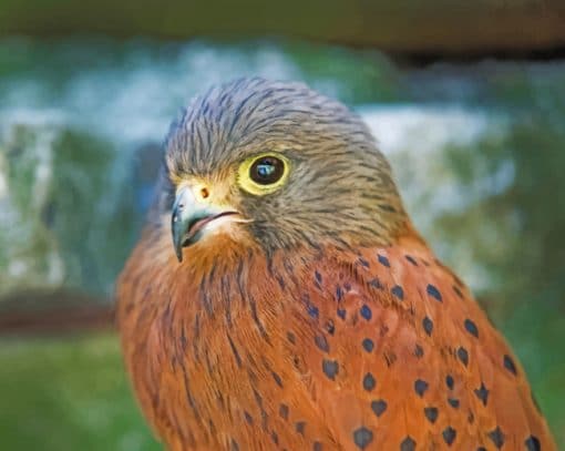 Hawk Bird Species paint by numbers
