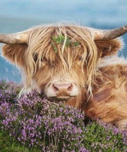 Highland Cow In The Heather - Animals Paint By Number