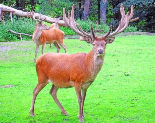 Horn Deer Paint By Numbers