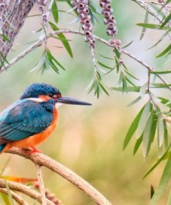 Kingfisher – Birds Paint By Number