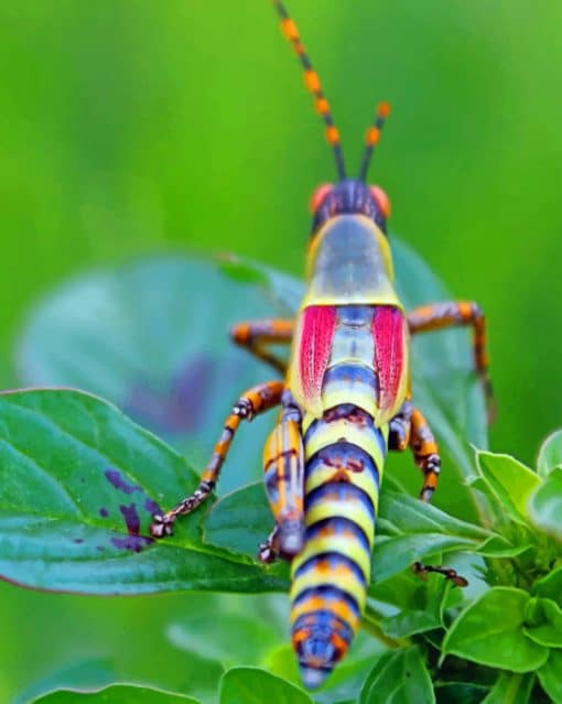 Locust Grasshopper paint by numbers