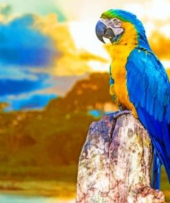 Lone Parrot Paint By Numbers