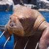 Old Walrus In Zoo paint by numbers