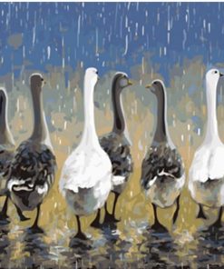 Ducks Group - Birds Paint By Number