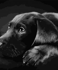 Black Labrador Retriever Dog - Animals Paint By Number