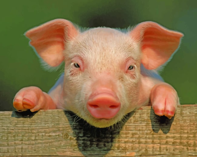 Pig With Hooves Up paint by numbers
