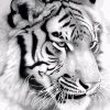 Majestic Tiger Piant by numbers