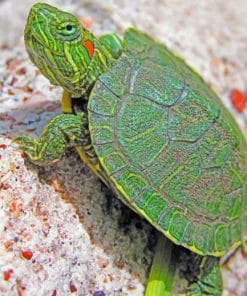 Small Turtle Species paint by numbers