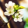 Tree Blooms paint by numbers