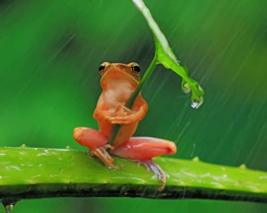 Tree Frog Hiding Under Leaf paint by numbers