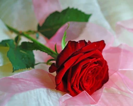 Valentine Rose paint by numbers