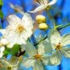 White Cherry blossom Paint By Numbers