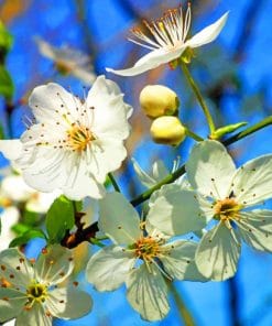 White Cherry blossom Paint By Numbers