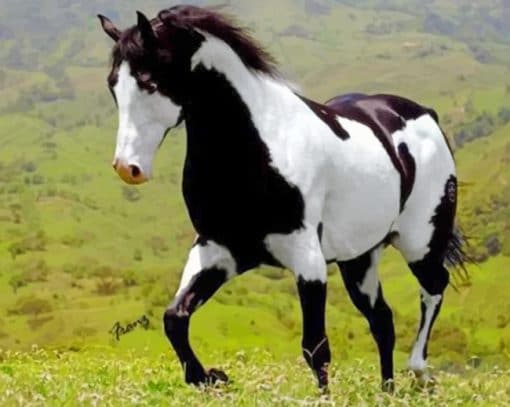 Black And White Horse paint by numbers
