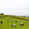 Cows In A Field paint by numbers