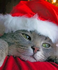 Grey Cat With A Red Hat paint by numbers