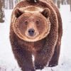 Grizzly Bear In The Snow – Animals Paint By Numbers