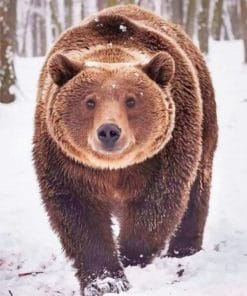 Grizzly Bear In The Snow – Animals Paint By Numbers