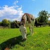 Horse Eating Grass paint by numbers