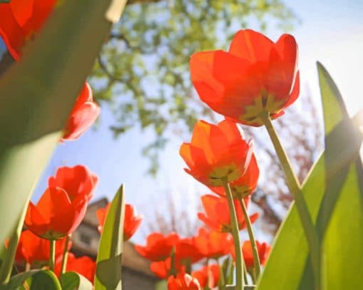 Red Tulips From Below paint by numbers