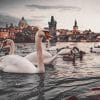 Swans Near Charles Bridge paint by numbers