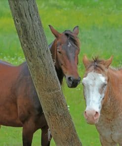 Two Brown Horses paint by numbers
