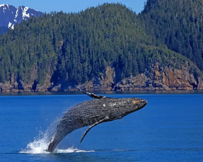 Whale Jumping Out Of Water paint by numbers