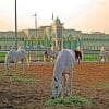 White Arabian Horse paint by numbers
