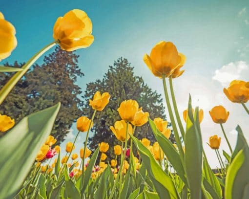 Yellow Tulips From Below paint by numbers