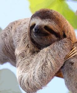 Sloth Laying On A Branch - Paint By Numbers