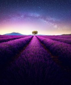 Lavender Fields By Night – Paint By Number