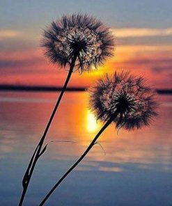 Sunset Dandelion – Paint By Number