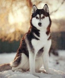 Adorable Husky Dog – Animals Paint By Number