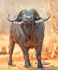 African Buffalo - Paint By Numbers