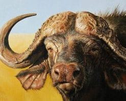 African Buffalo - Paint By Numbers
