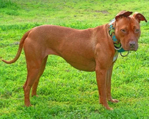 American Pit Bull Terrier paint by numbers