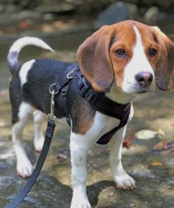 Beagle Dog - Paint By Numbers