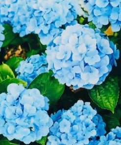 Beautiful Hydrangea – Paint By Number