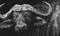 Black And White Buffalo - Paint By Numbers