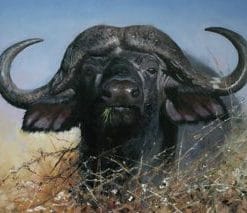 Black Buffalo - Paint By Numbers
