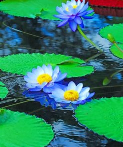 Blue Water Lilies - Paint By Numbers