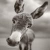 Donkey Black and White - Paint By Number