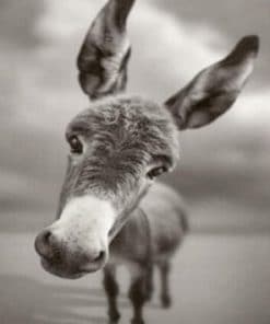 Donkey Black and White - Paint By Number