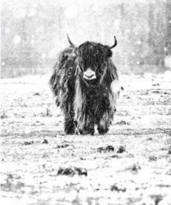Highland Cow In Snow - Paint By Numbers