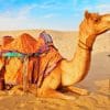 Camel In Desert paint by numbers