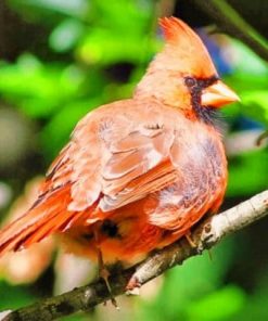 Cardinal Bird – Paint By Numbers