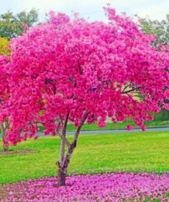 Cherry Tree – Paint By Number
