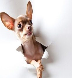Chihuahua Dog – Paint By Number