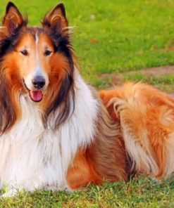 Collie Dog – Paint By Number