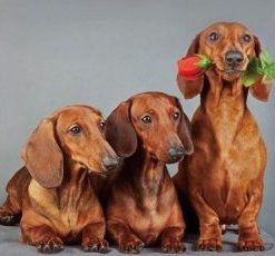 Cute Dachshund Dogs - Paint By Numbers